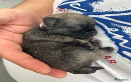 Pug dogs for sale: Beautiful Pug puppies - Image 14