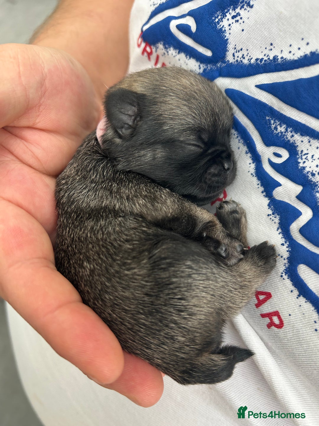 Pug dogs for sale: Beautiful Pug puppies - Image 14