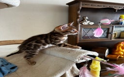 Bengal cats for sale: TICA Bengal kittens for sale . 🐱 - Image 23