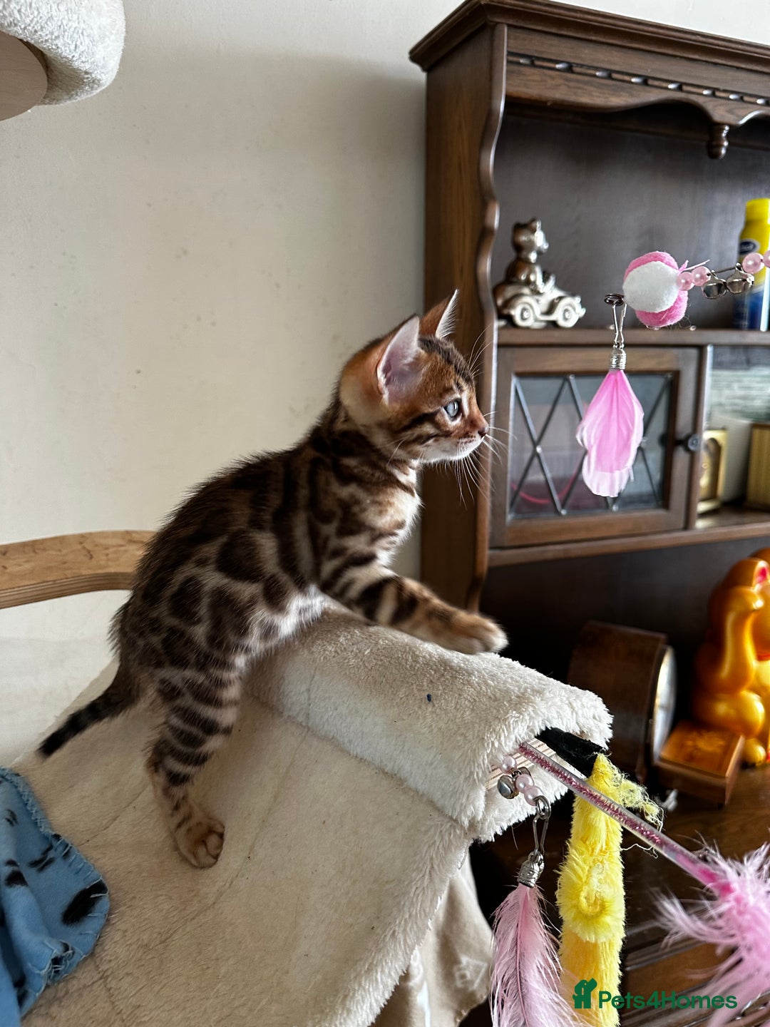 Bengal cats for sale: TICA Bengal kittens for sale . 🐱 - Image 23