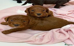 Cockapoo dogs for sale: Stunning toy size F1 cockapoo puppies - Image 2