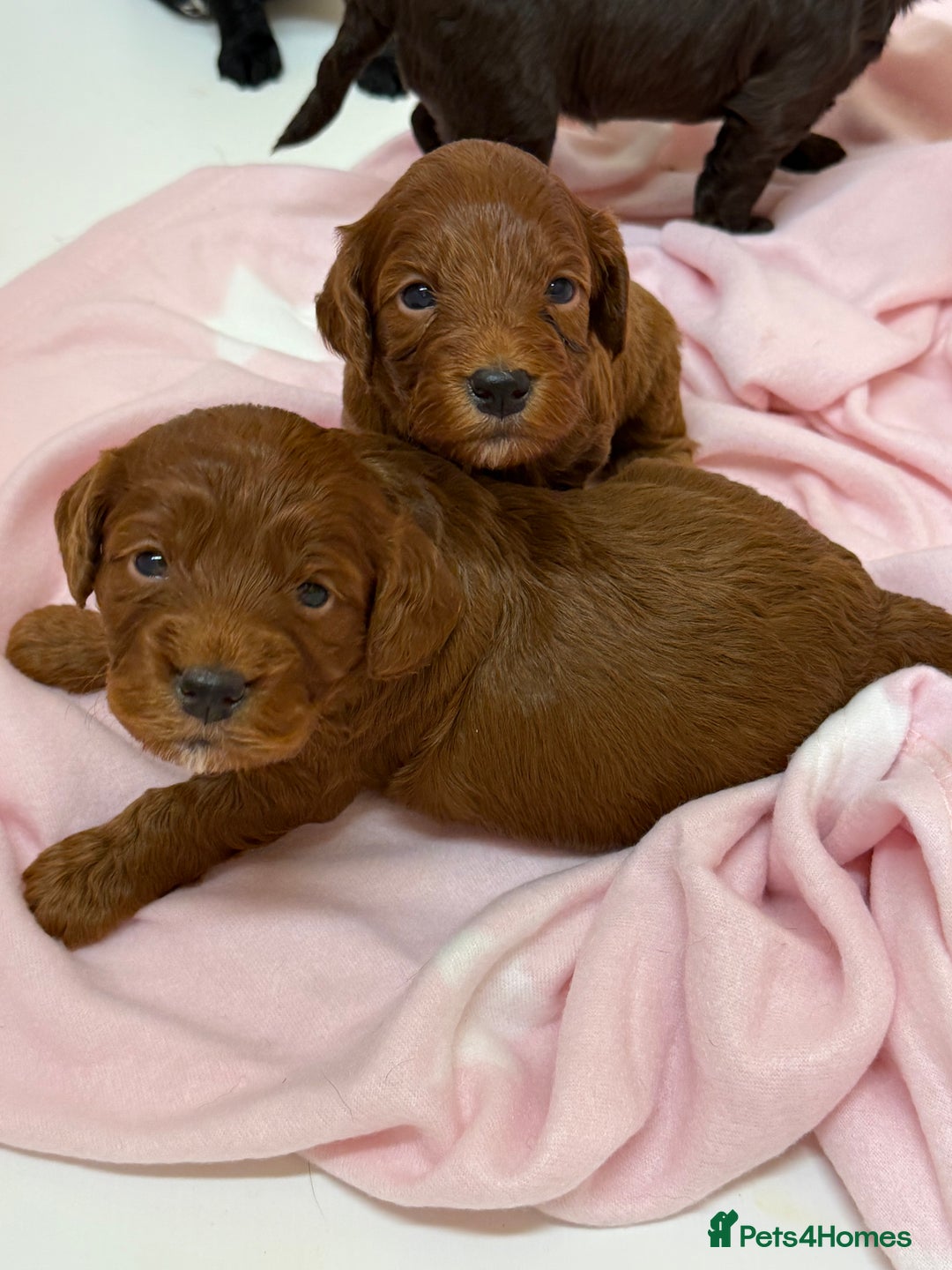 Cockapoo dogs for sale: Stunning toy size F1 cockapoo puppies - Image 2