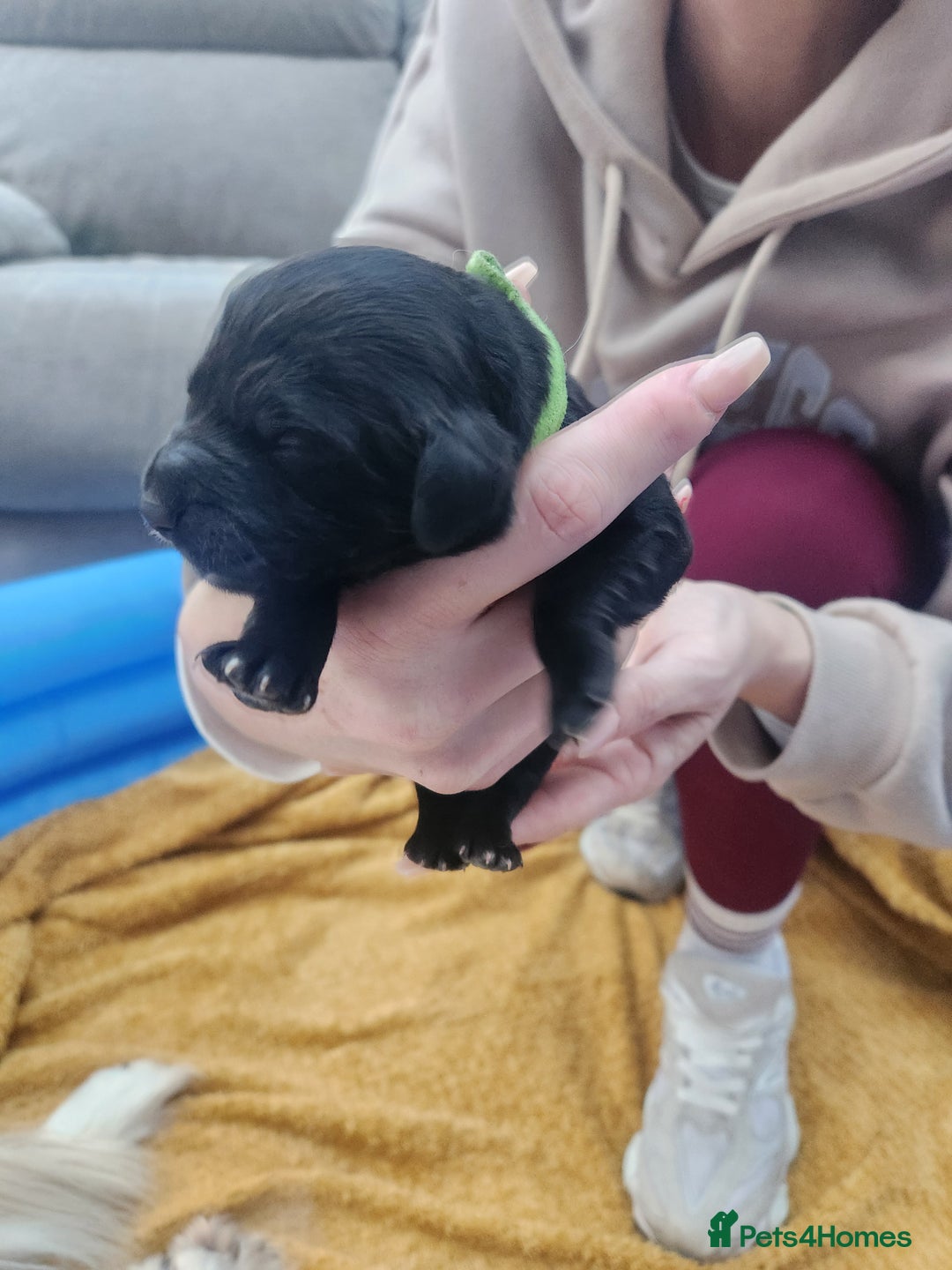 Mixed Breed dogs for sale: ​Beautiful Golden Retriever x Spaniel Pups - Advert 14