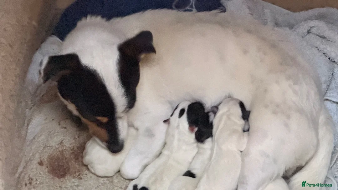 Jack Russell dogs for sale: 4 lovley jack russell boys - Advert 2
