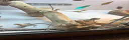 Bearded Dragon reptiles for sale: Baby Bearded dragons £50 each - Advert 15