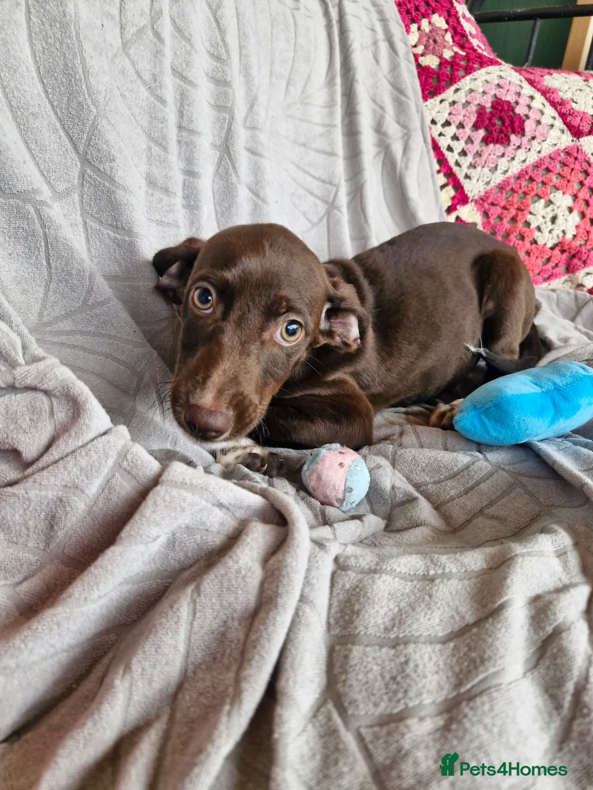 Mixed Breed dogs for adoption: ✨ LUNA IS READY FOR HER FOREVER HOME ✨ in Maidstone - Advert 3