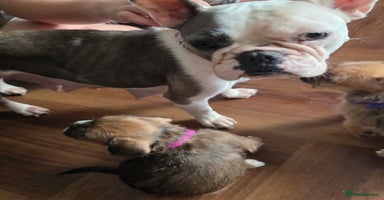 Mixed Breed dogs - Advert 18