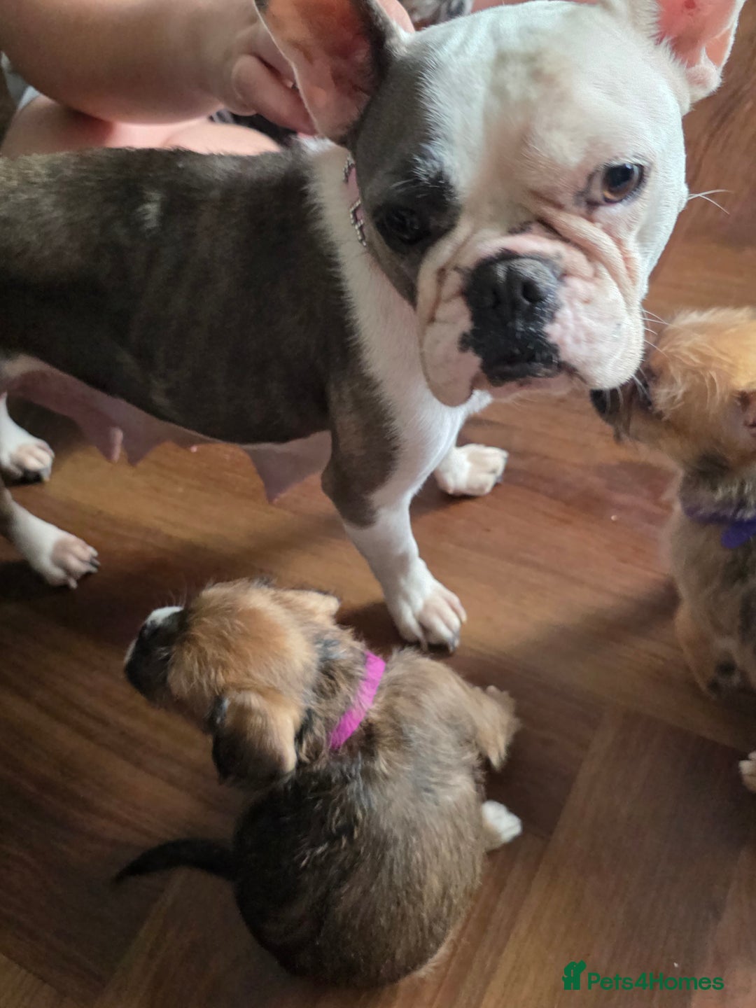 Mixed Breed dogs for sale: Reduced French bulldog x pomeranian pups 8 wks  - Image 11