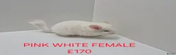 Chinchilla rodents for sale: HANDLED & TAME CHINCHILLA MIX COLOURS AND GENDER - Advert 9