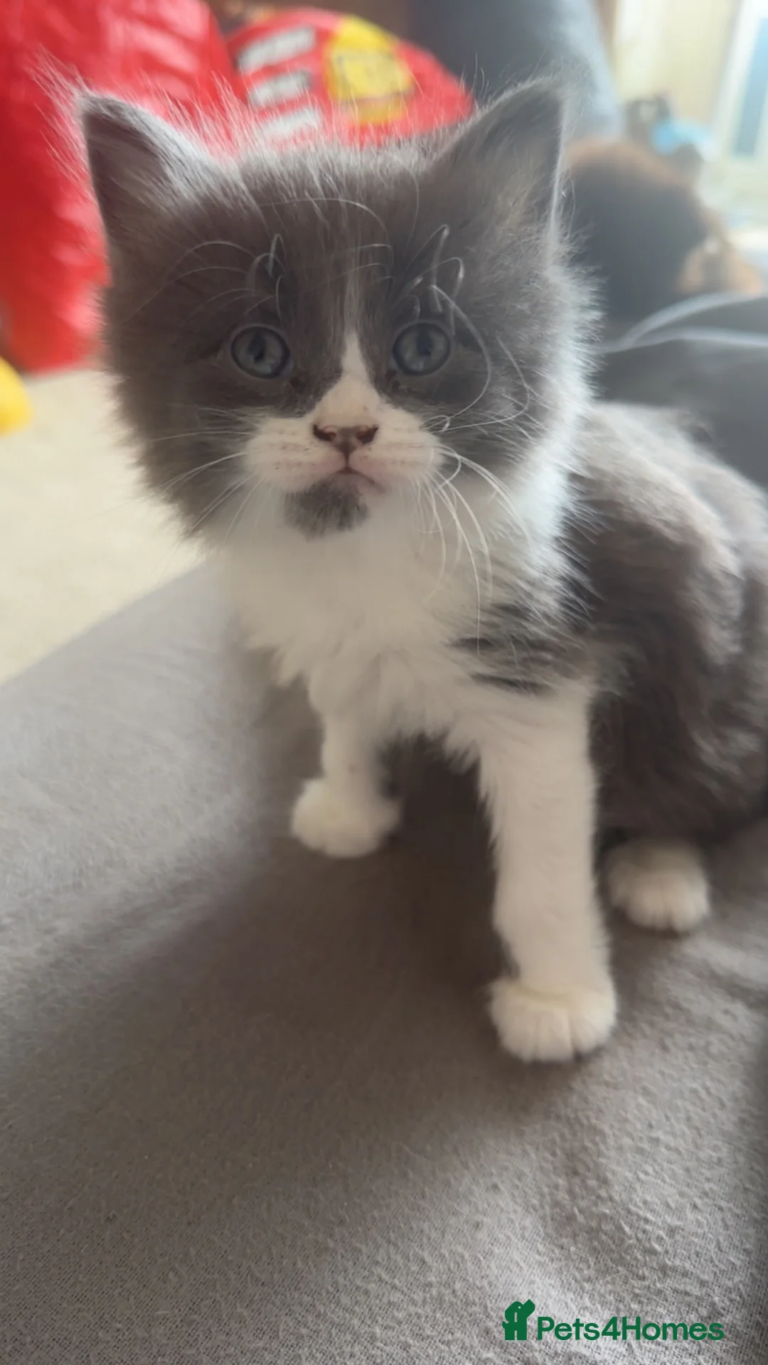 Mixed Breed cats for sale: 1 gorgeous girl left. Mainecoon mixed - Advert 1