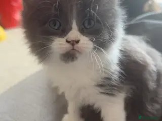 Mixed Breed cats 1 gorgeous girl left. Mainecoon mixed - Advert 1