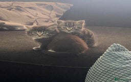 Mixed Breed cats for sale: 3 beautiful kittens looking for a forever home  - Image 3