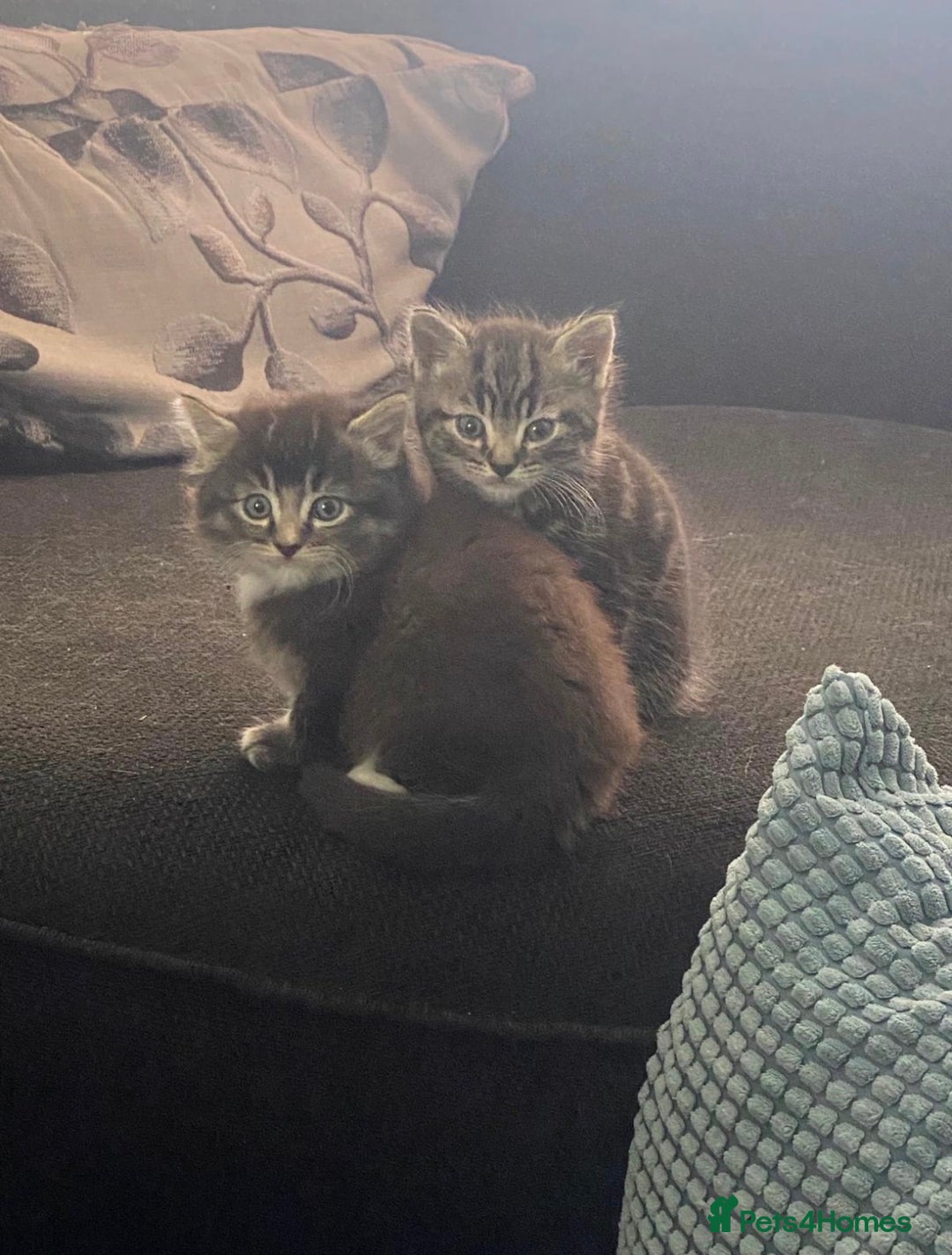 Mixed Breed cats for sale: 3 beautiful kittens looking for a forever home  - Image 3