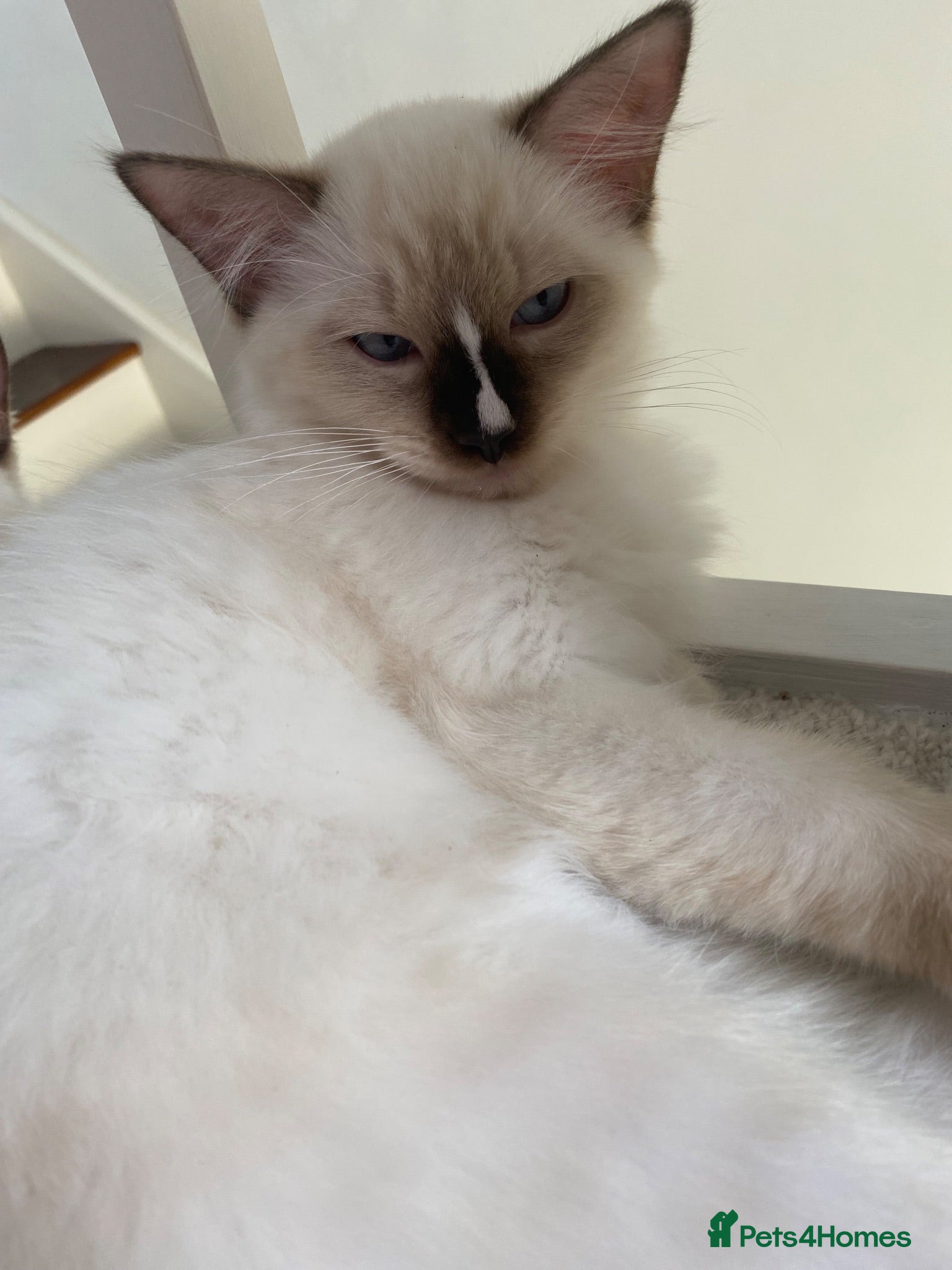 Ragdoll cats GCCF Best of Breed & Champion Bloodline Ragdolls🏆 - Advert 2