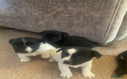 Jack Russell dogs for sale: Beautiful jack Russell terrier puppies  - Image 2