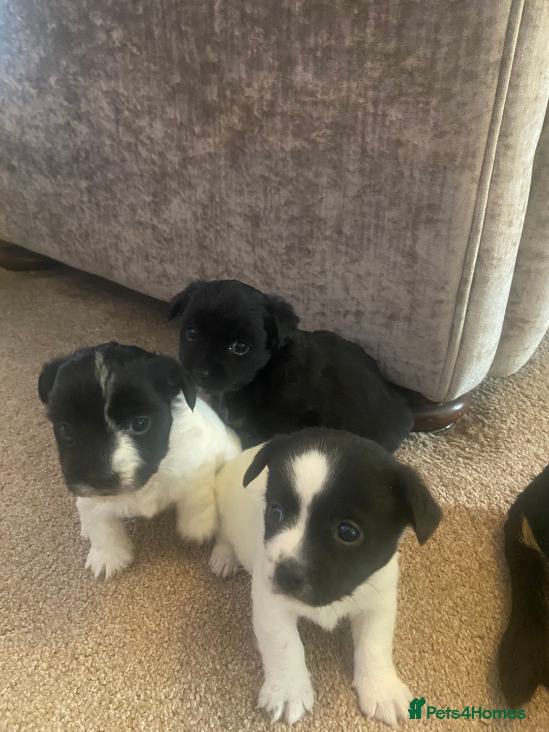 Jack Russell dogs for sale: Beautiful jack Russell terrier puppies  - Image 2