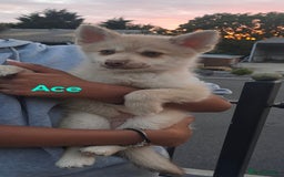 Pomsky dogs for sale: Fully vaccinated, 3 F4 Pomskies. Well socialised. - Image 7