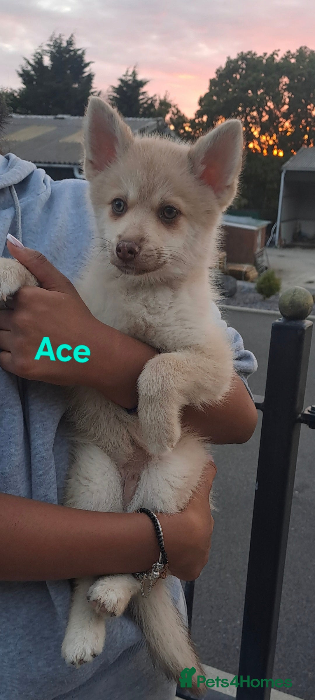 Pomsky dogs for sale: Fully vaccinated, 3 F4 Pomskies. Well socialised. - Image 7