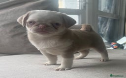Pug dogs for sale: The “Dinosaur Litter”  - Image 10