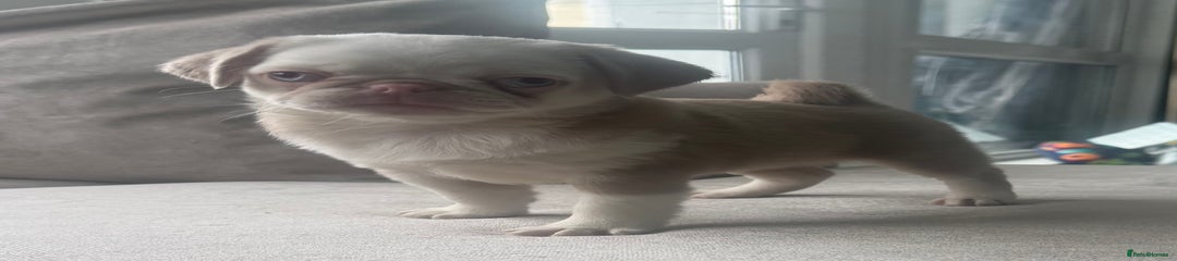 Titan
