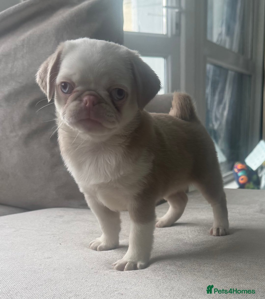 Pug dogs for sale: The “Dinosaur Litter”  - Image 10
