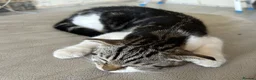 Scottish Fold cats for sale: Our baby girl Scottish Fold x American Wirehair - Advert 4
