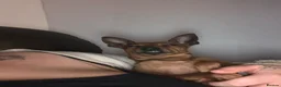 Miniature Pinscher dogs for sale: Toby  - Advert 3