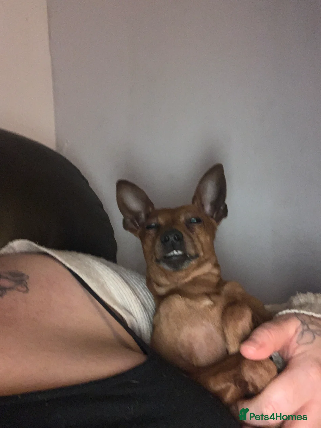 Miniature Pinscher dogs for sale: Toby  - Advert 3