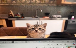 Mixed Breed cats for sale: 1/4 Persian, 1/4 Ragdoll kittens looking for home - Image 1