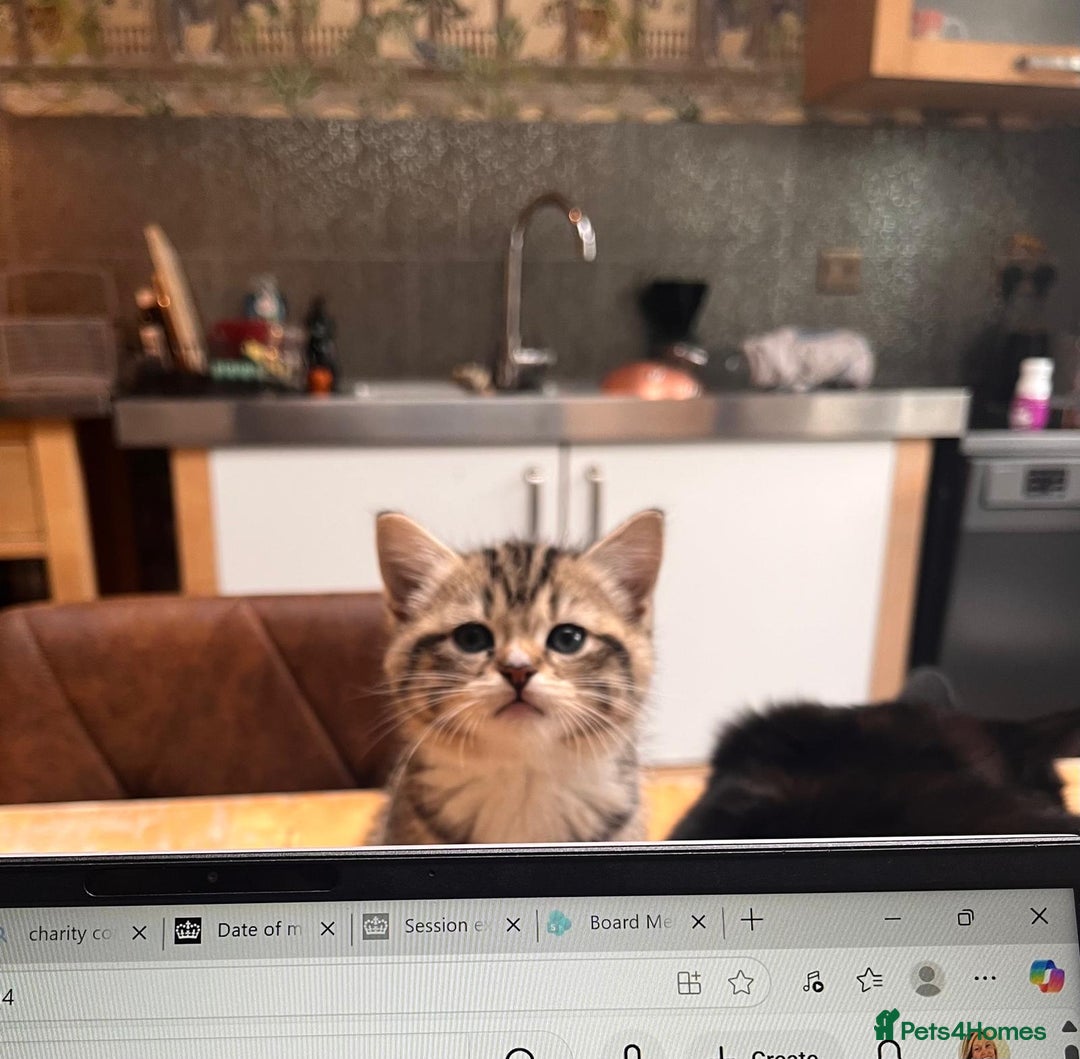 Mixed Breed cats for sale: 1/4 Persian, 1/4 Ragdoll kittens looking for home - Image 1