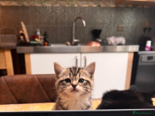 Mixed Breed cats for sale - Advert 1