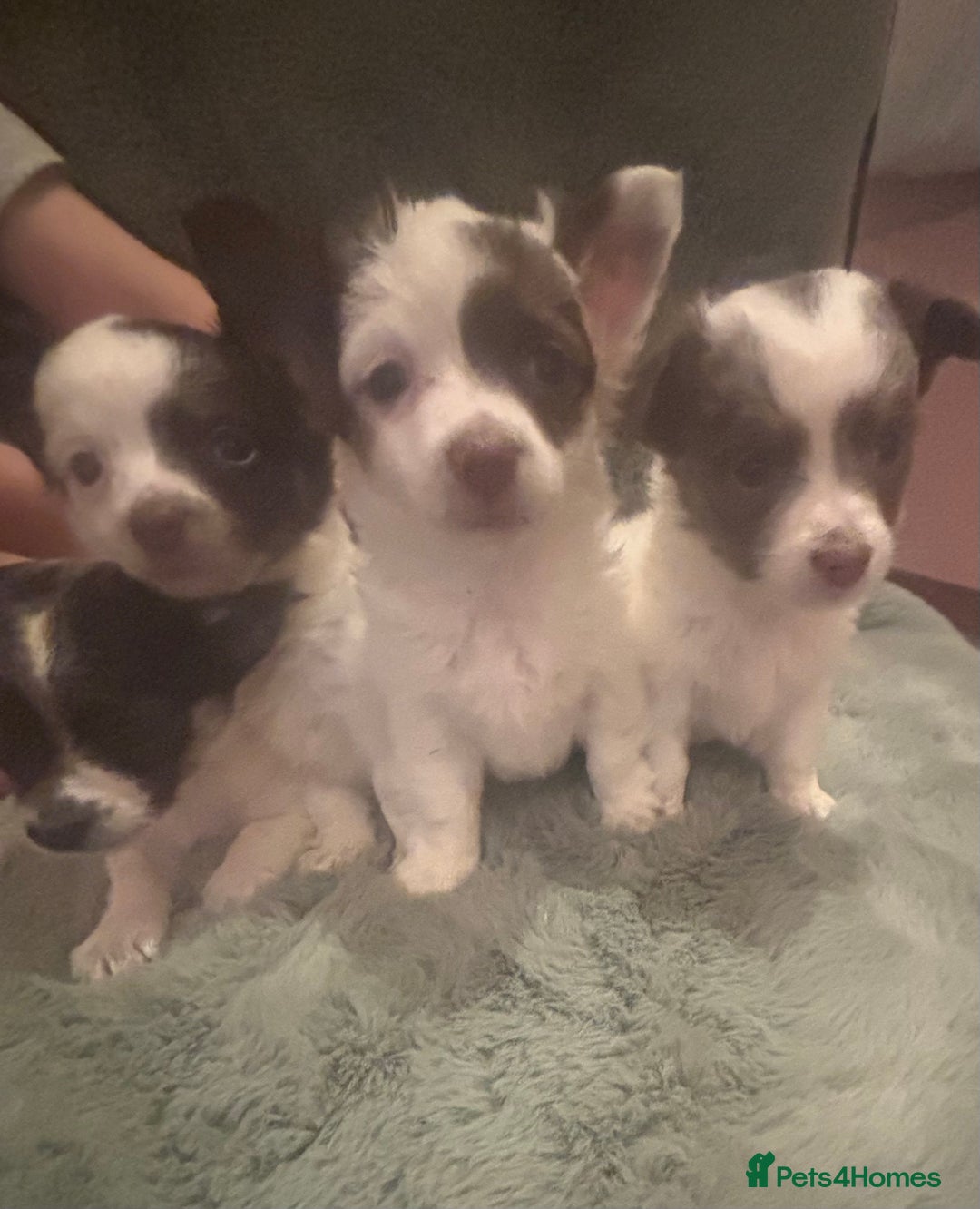 Mixed Breed dogs for sale: Miniature chihuahua X Jack russell puppies  - Image 12