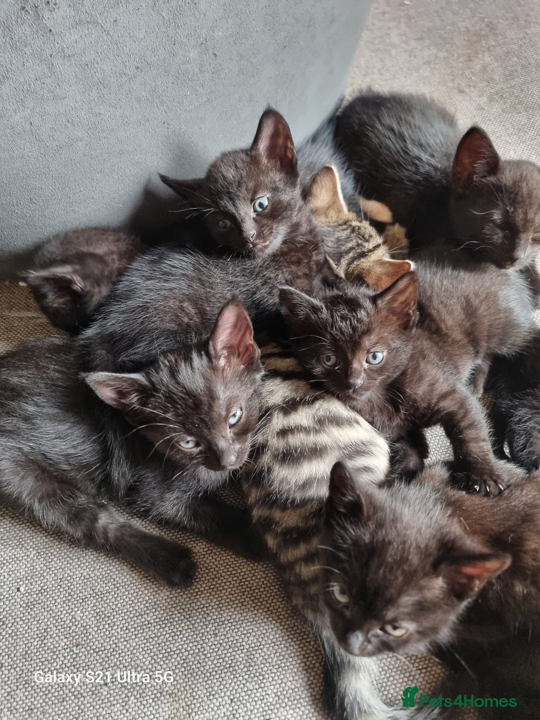 Mixed Breed cats for sale: Mixed breed kittens for sale - Image 7