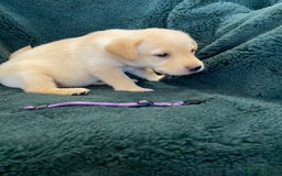 Labrador Retriever dogs for sale: KC Registered Labrador Puppies  - Image 6