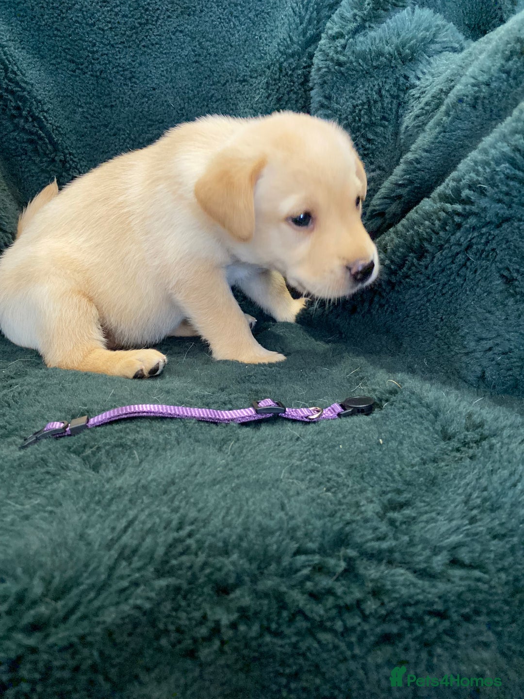 Labrador Retriever dogs for sale: KC Registered Labrador Puppies  - Image 6