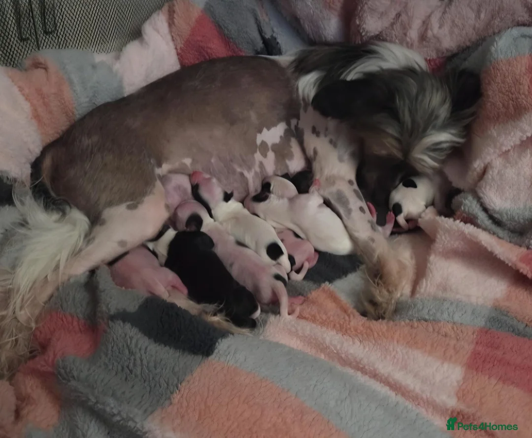 Chinese Crested dogs for sale: RareChinese Crested Puppies - Advert 2