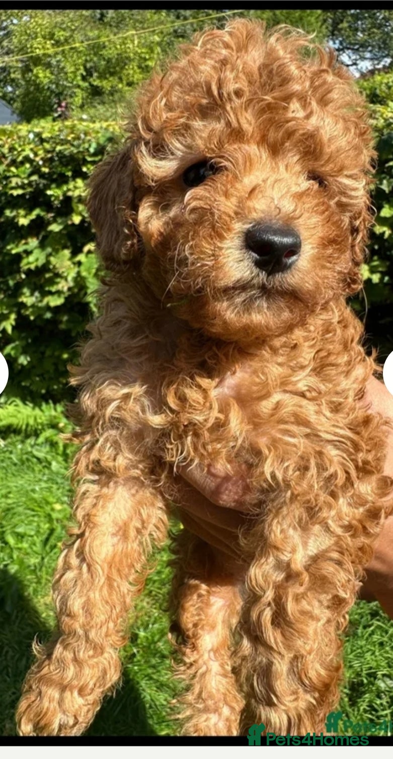 Toy Poodle dogs HIGH QUALITY KC REGISTERED RED TOY POODLES  - Advert 1