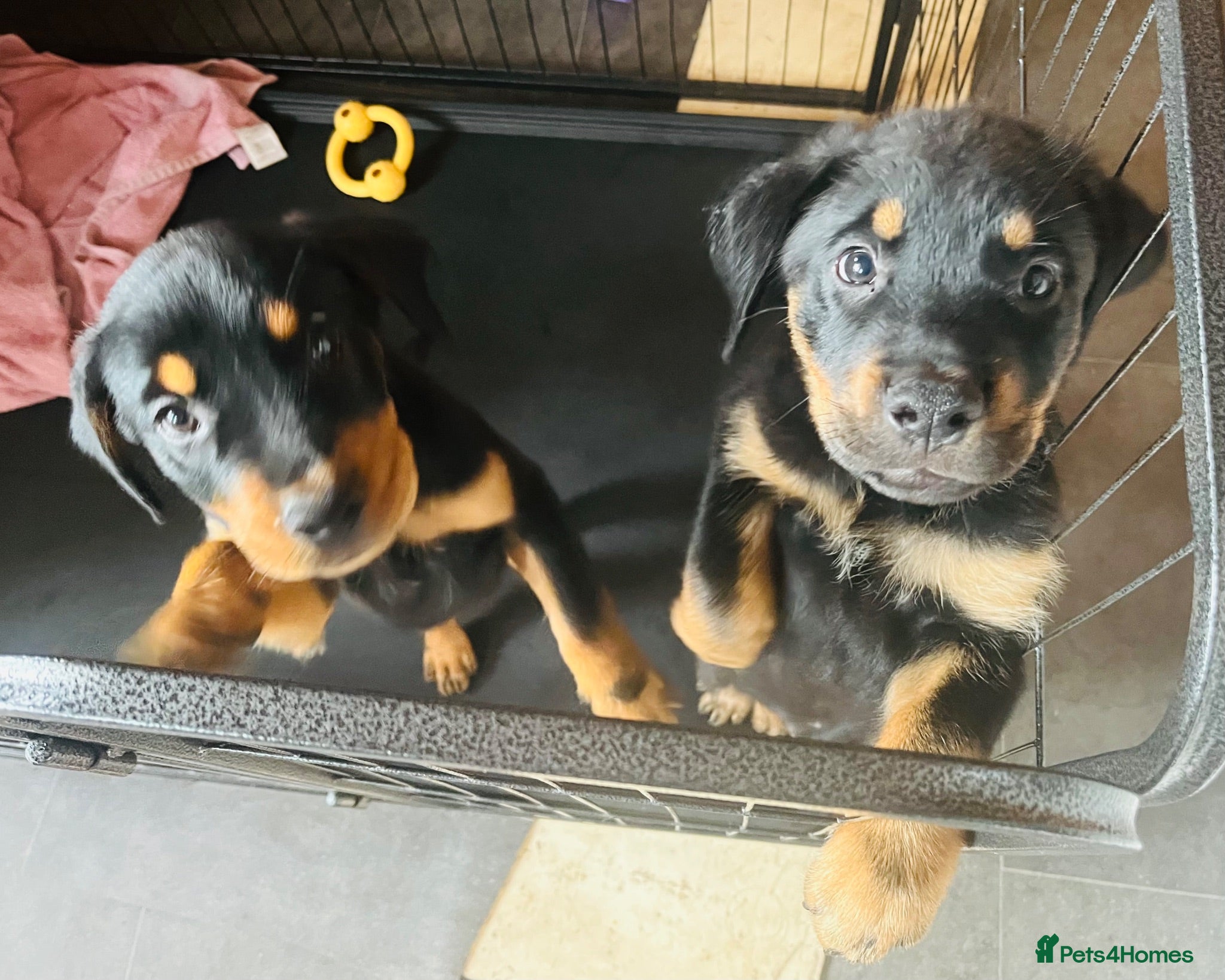 Mixed Breed dogs Rottweiler Doberman mix - 8weeks, only 2 left! - Advert 1