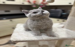 British Shorthair cats for sale: FULL PEDIGREE, REGISTERED BSH - Image 31