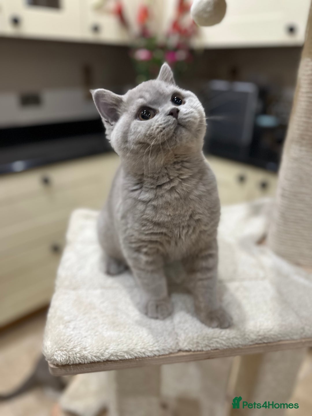 British Shorthair cats for sale: FULL PEDIGREE, REGISTERED BSH - Image 31
