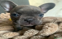 French Bulldog dogs for sale: Adorable 7 week old frenchie puppies - Image 16
