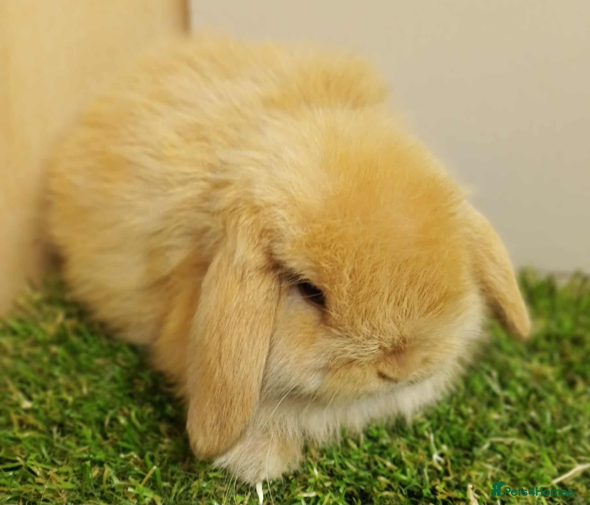 Mini Lop rabbits Vaccinated baby Mini Lops -with new vaccine Yurvac - Advert 1