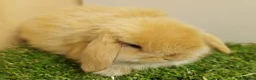 Mini Lop rabbits for sale: Vaccinated baby Mini Lops -with new vaccine Yurvac - Advert 1