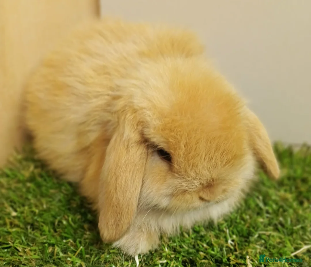 Mini Lop rabbits for sale: Vaccinated baby Mini Lops -with new vaccine Yurvac - Advert 1