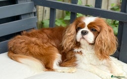 Cavalier King Charles Spaniel dogs for stud: KC Reg Health Tested Excellent Pedigrees for STUD in Nottingham - Image 38
