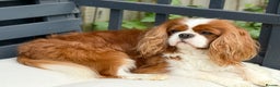 Cavalier King Charles Spaniel dogs for stud: KC Reg Health Tested Excellent Pedigrees for STUD in Nottingham - Advert 37