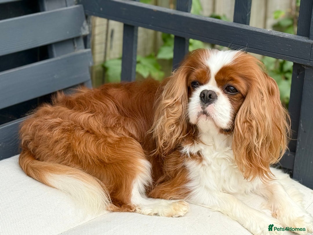 Cavalier King Charles Spaniel dogs for stud: KC Reg Health Tested Excellent Pedigrees for STUD in Nottingham - Image 38