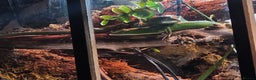 Skink reptiles for sale: 2x Emerald Tree Skinks  - Advert 1