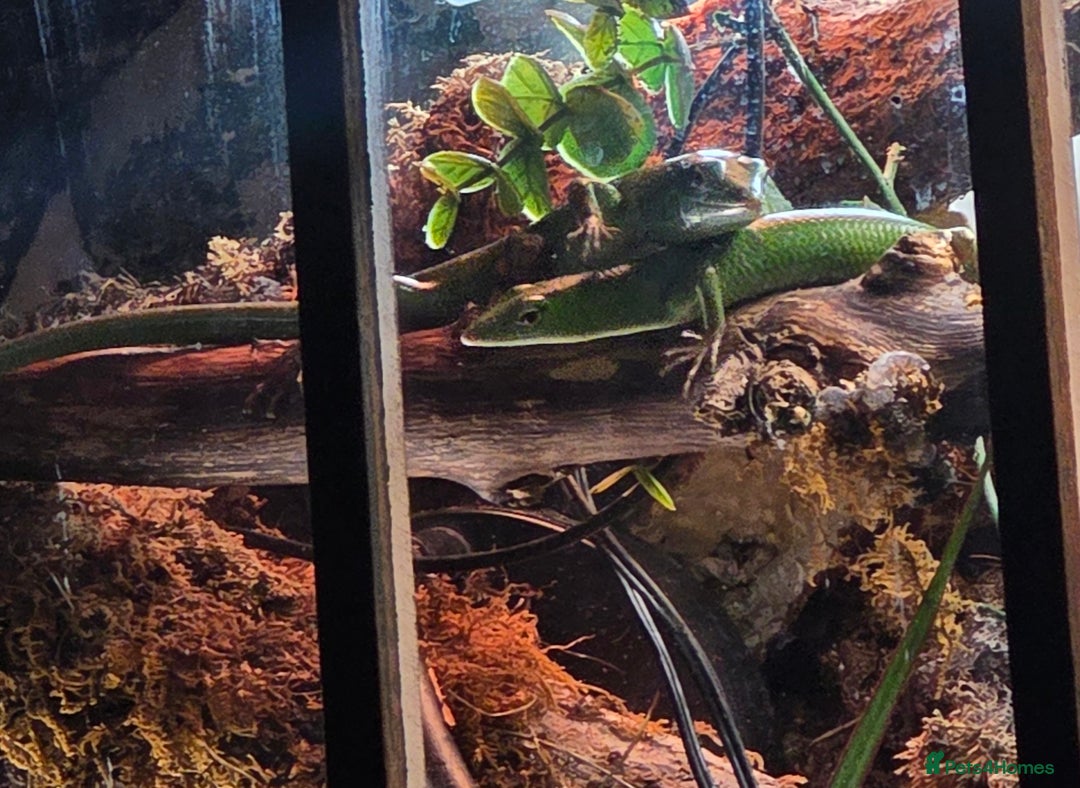 Skink reptiles for sale: 2x Emerald Tree Skinks  - Image 1