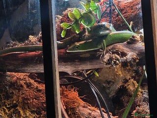 Skink reptiles - Advert 3